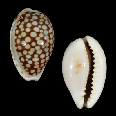 Cribrarula comma toliaraensis