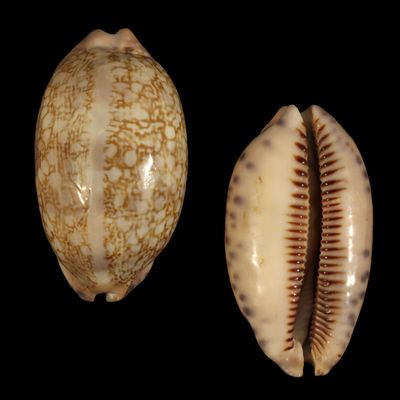 Mauritia scurra occidua