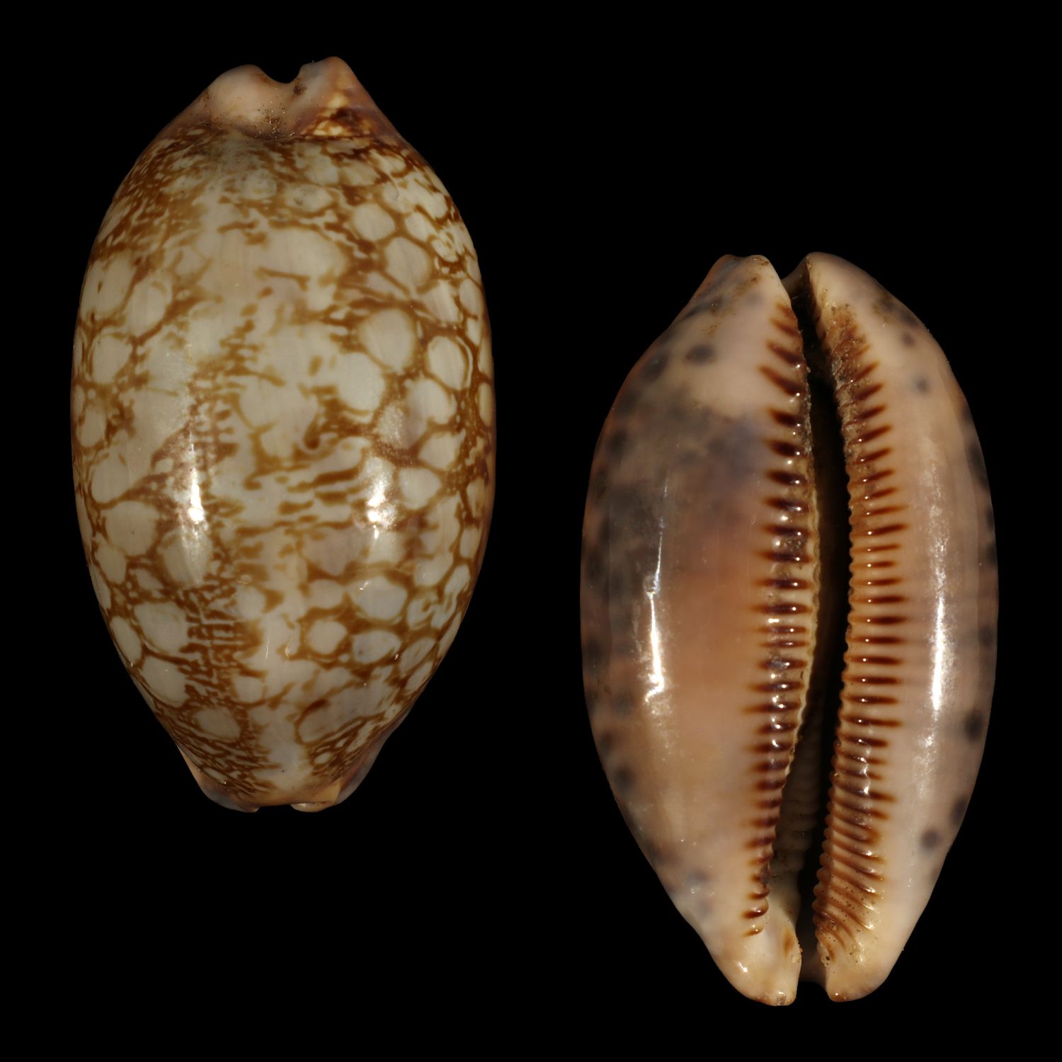 Mauritia scurra occidua