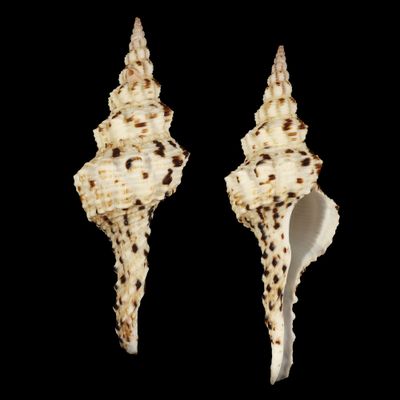 Marmorofusus nicobaricus