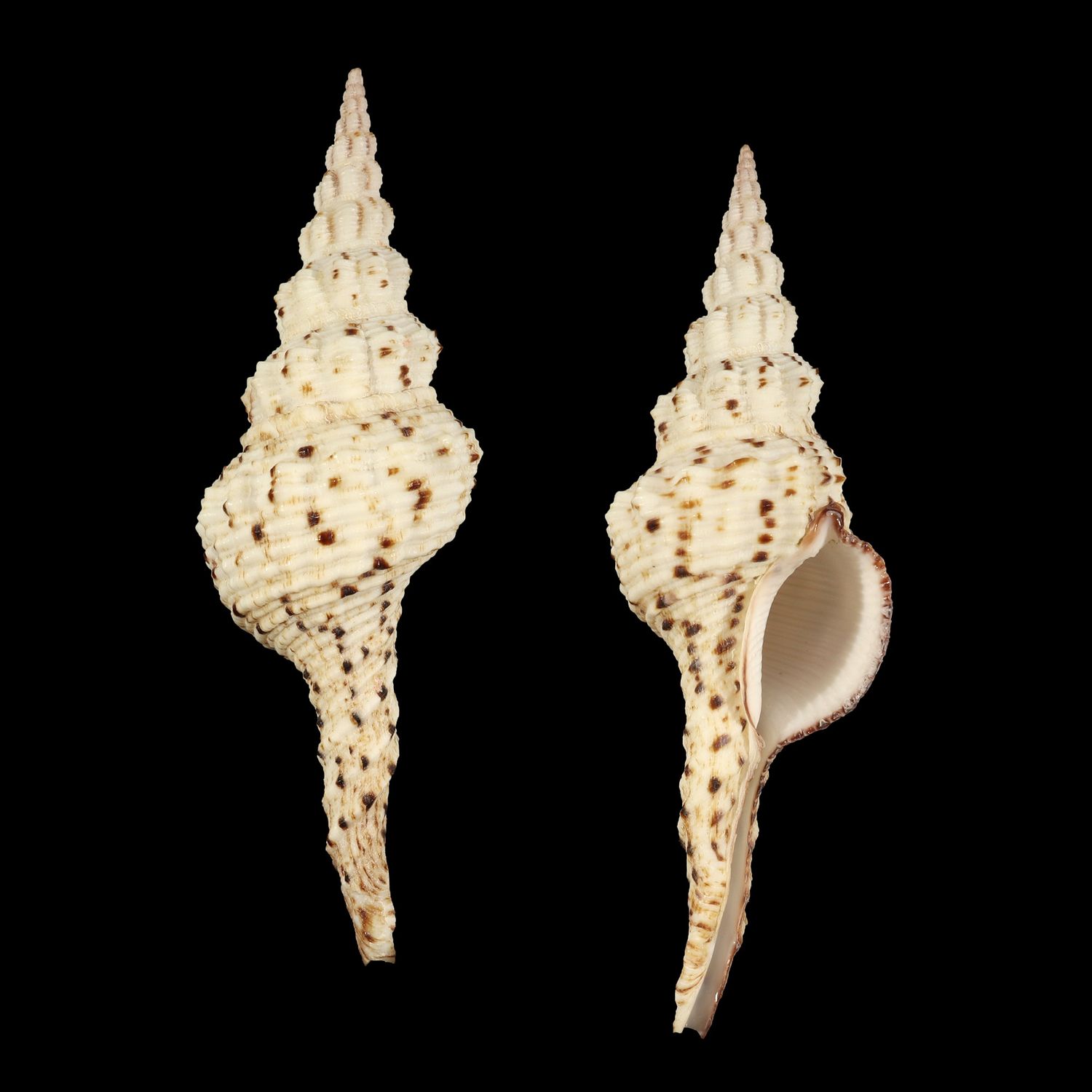 Marmorofusus nicobaricus