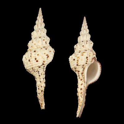 Marmorofusus nicobaricus