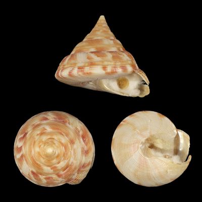 Bouchetitrochus caledonicus