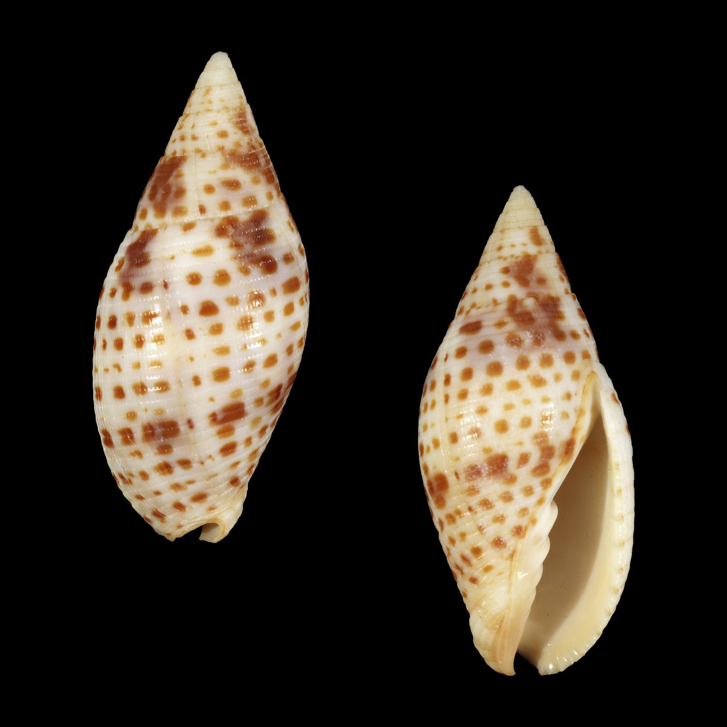 Quasimitra cardinalis - Fiji