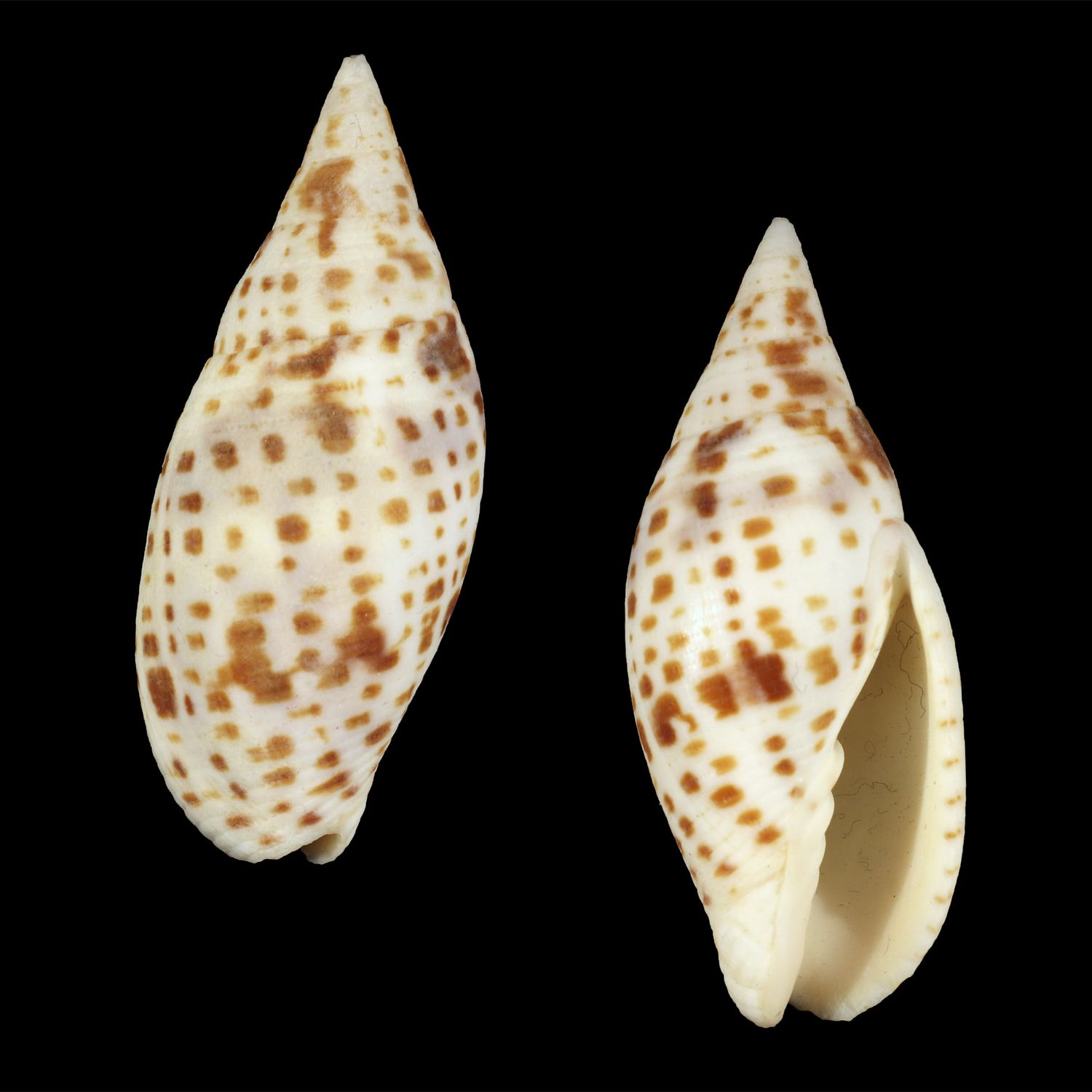 Quasimitra cardinalis - Vanuatu