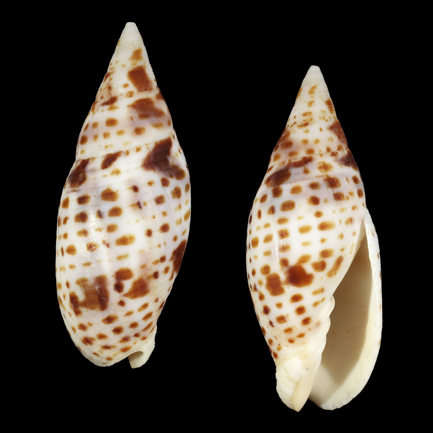 Quasimitra cardinalis - Solomon