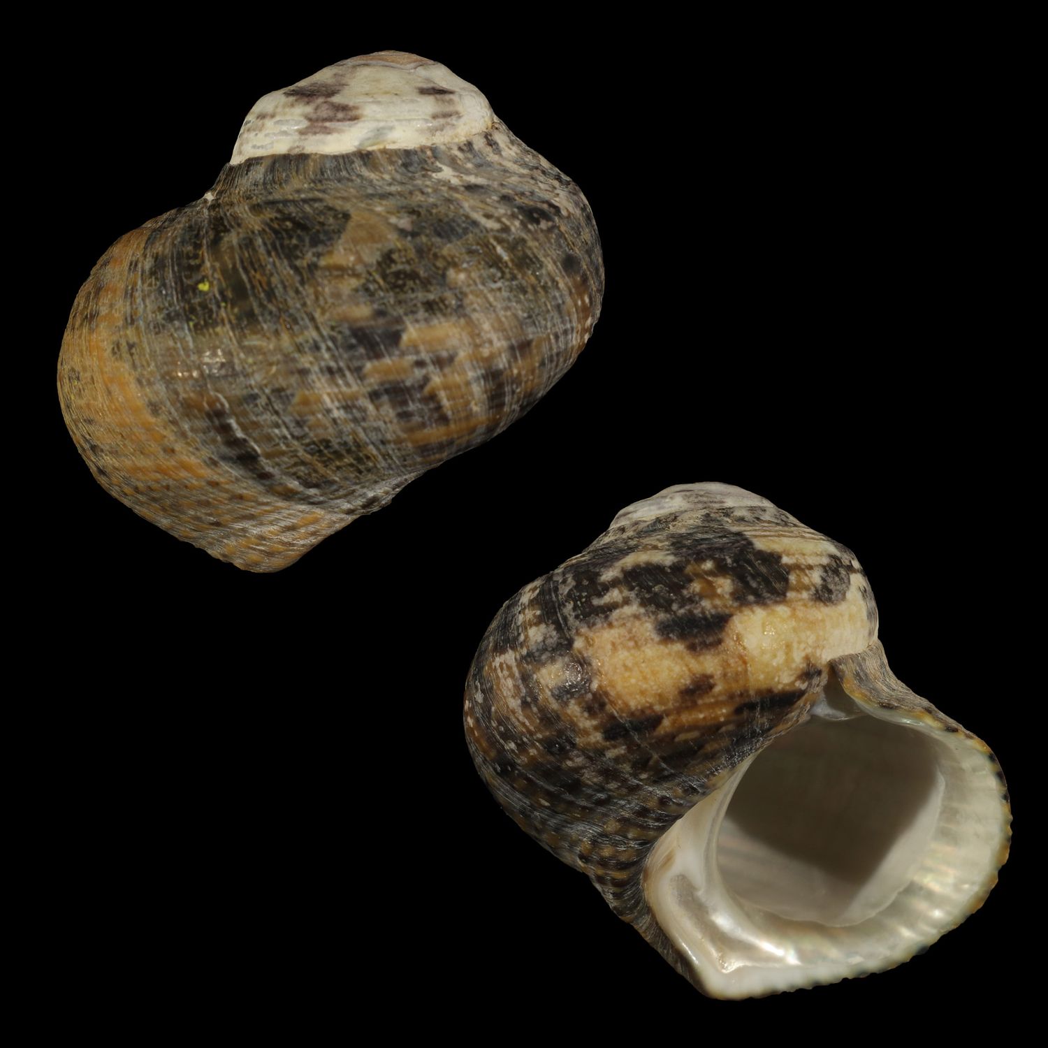 Lunella cinerea