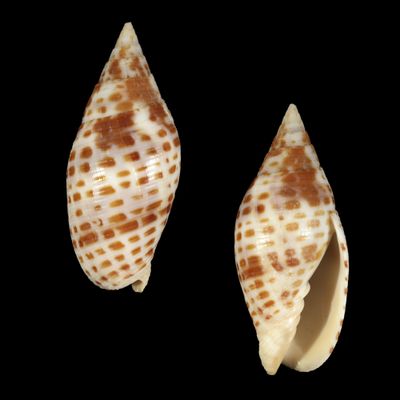 Quasimitra cardinalis - Fiji