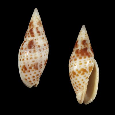 Quasimitra cardinalis - Vanuatu