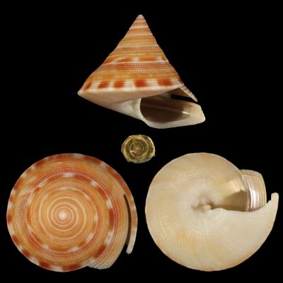 Perotrochus anseeuwi