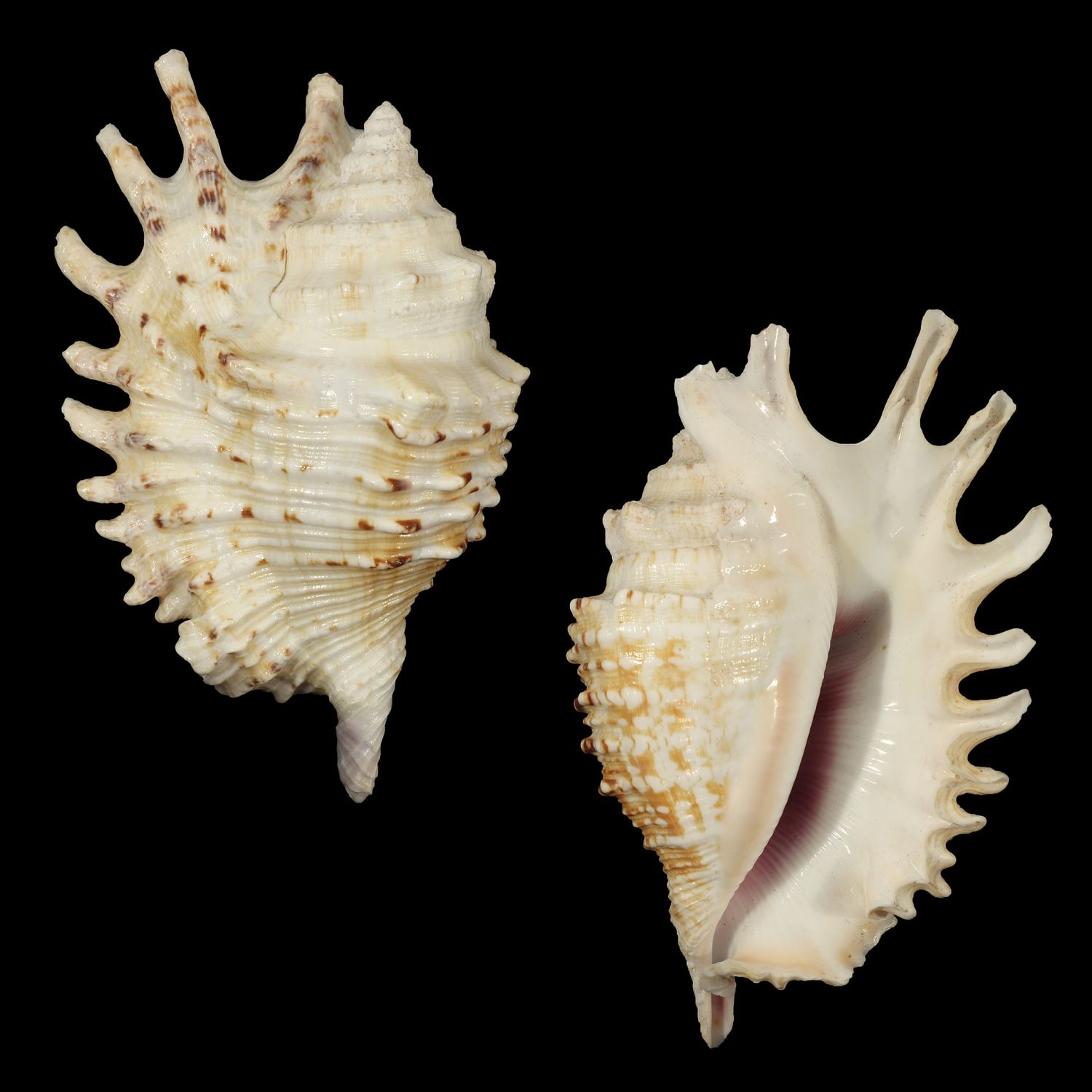 Ophioglossolambis violacea