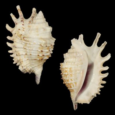 Ophioglossolambis violacea