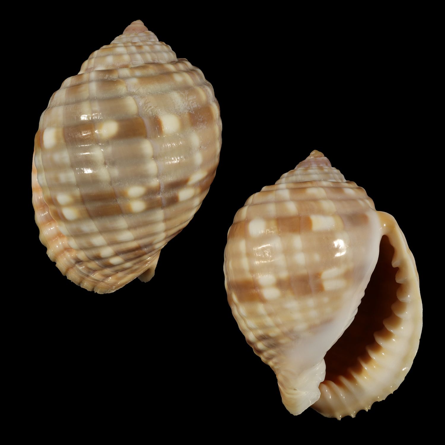Malea pomum