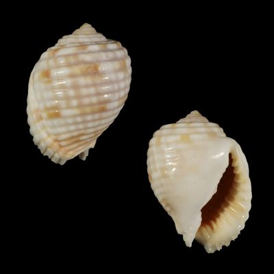 Malea pomum