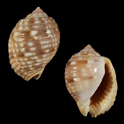 Malea pomum