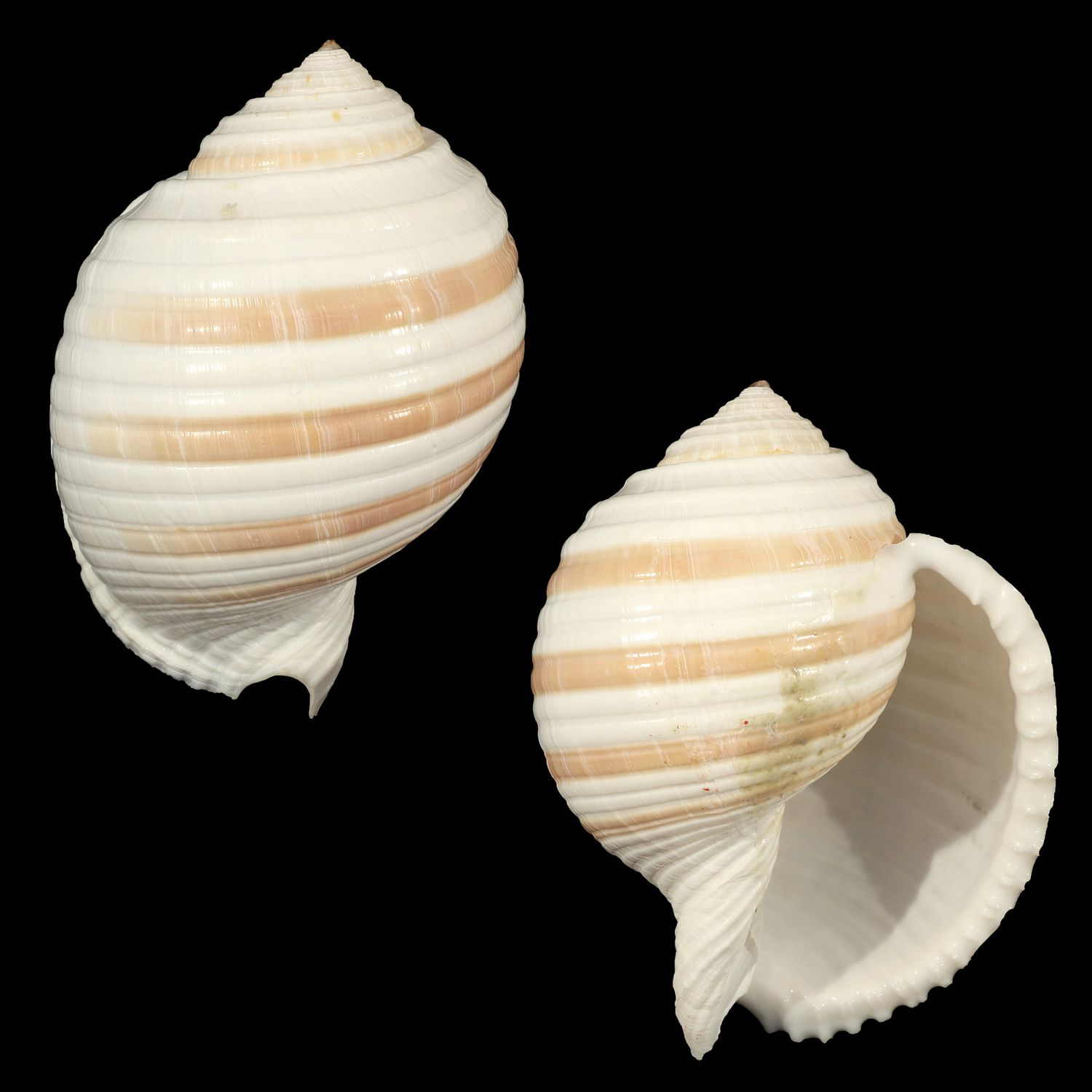 Tonna sulcosa