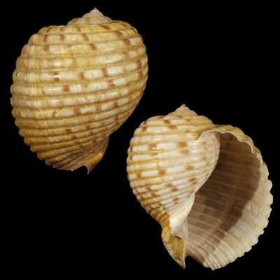 Tonna luteostoma