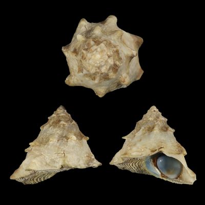 Astralium asteriscus