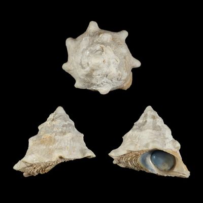 Astralium asteriscus