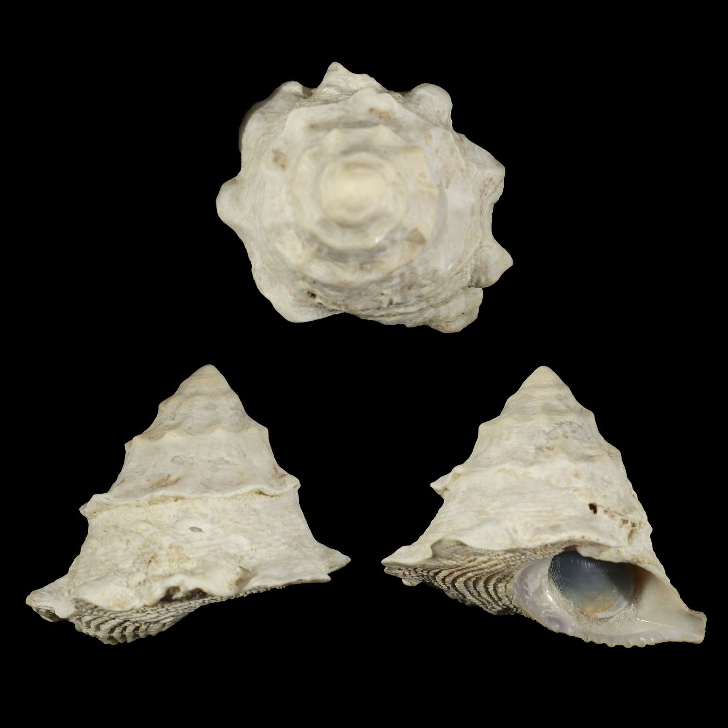 Astralium asteriscus