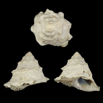 Astralium asteriscus