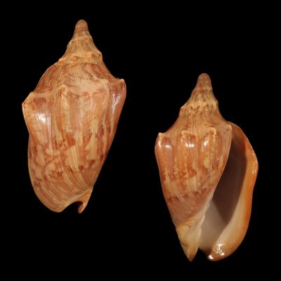 Cymbiola aulica