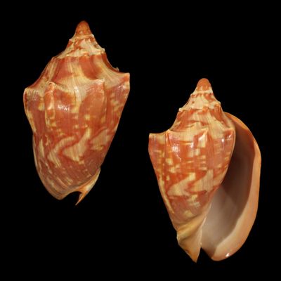Cymbiola aulica