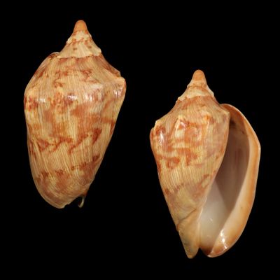Cymbiola aulica