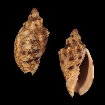 Odontocymbiola americana