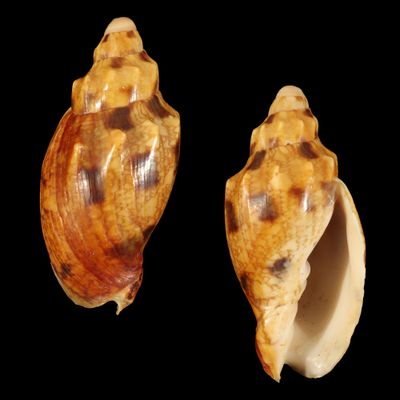 Odontocymbiola cf. americana
