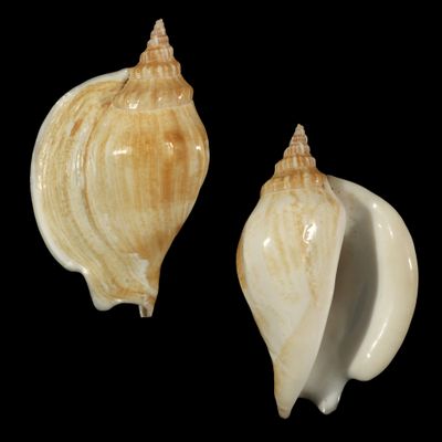 Labiostrombus epidromis