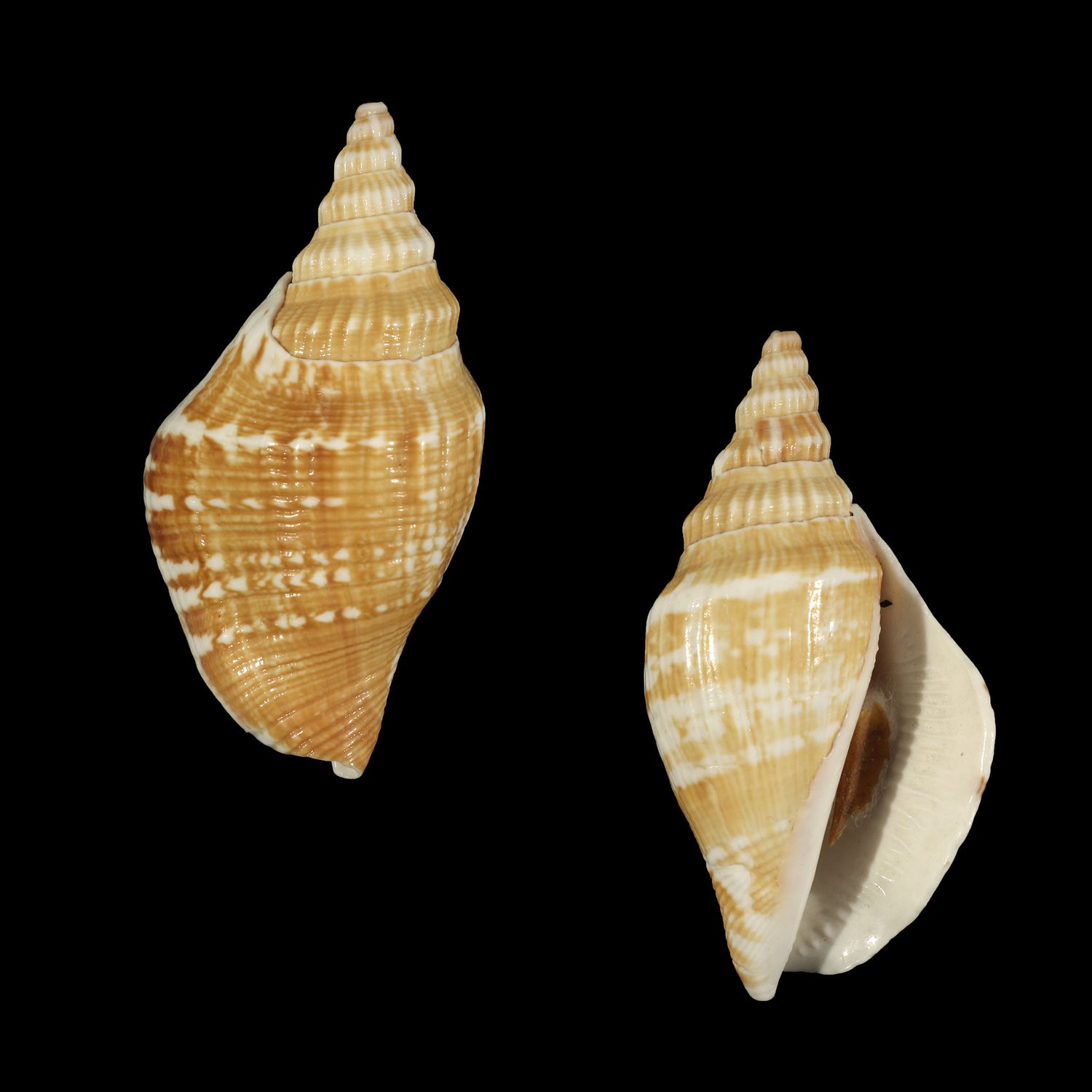 Labiostrombus japonicus