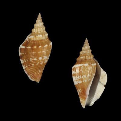 Labiostrombus japonicus