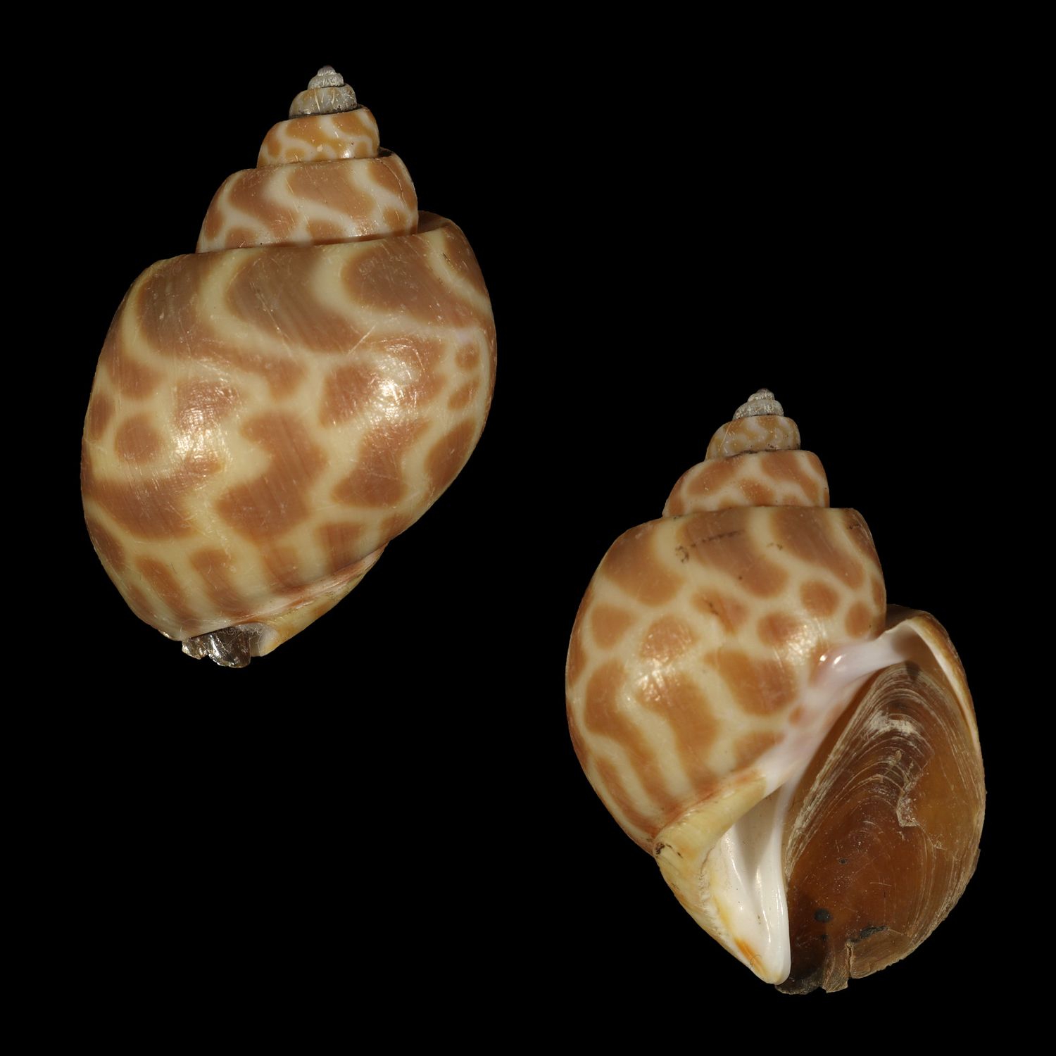 Babylonia spirata f. alborubra