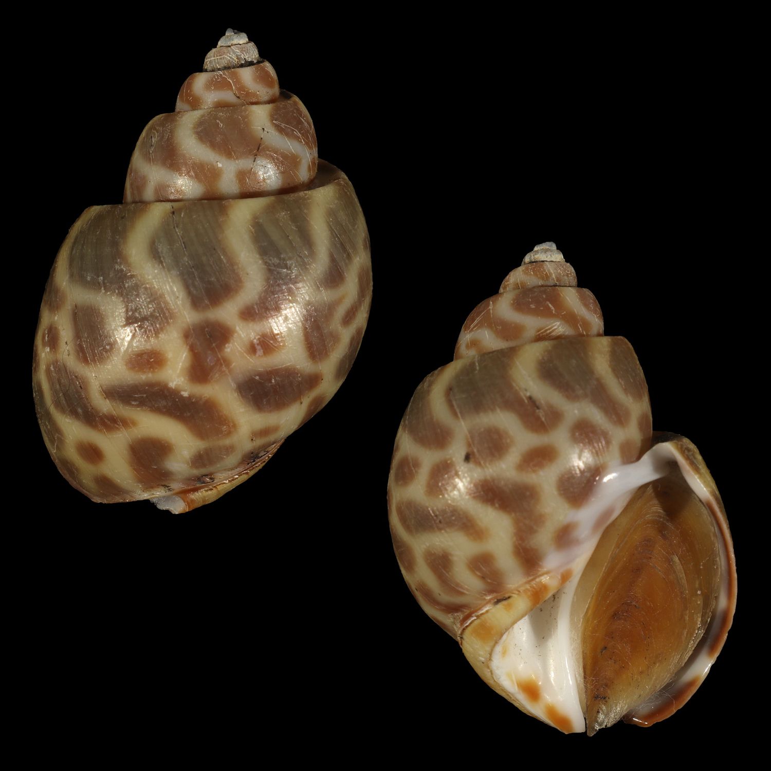 Babylonia spirata f. alborubra