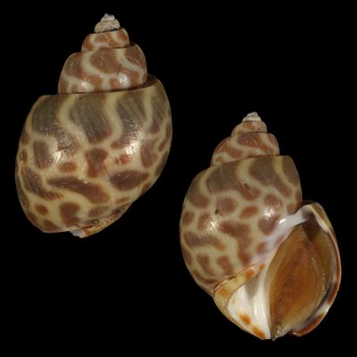 Babylonia spirata f. alborubra