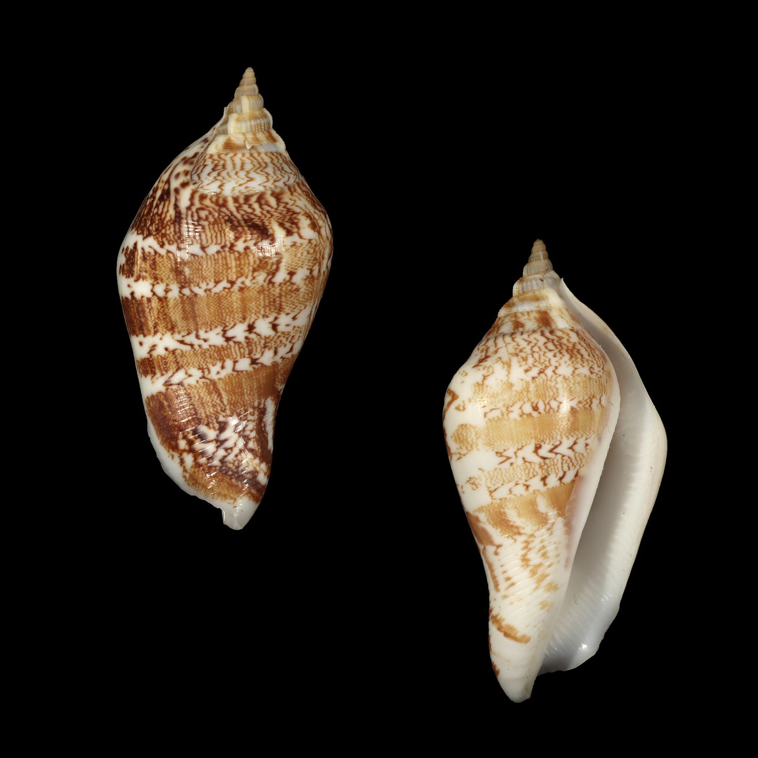 Labiostrombus eloiseae