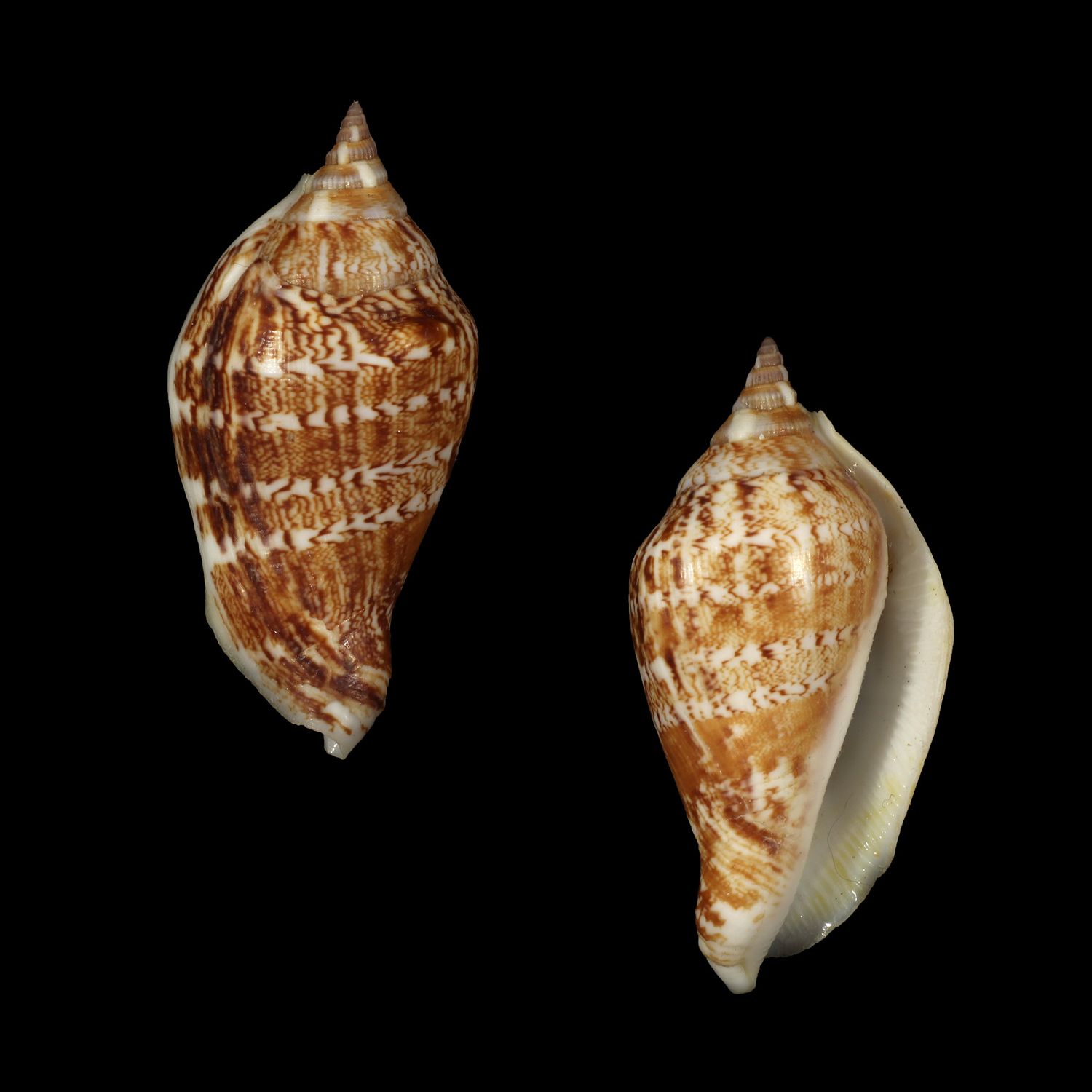 Labiostrombus eloiseae