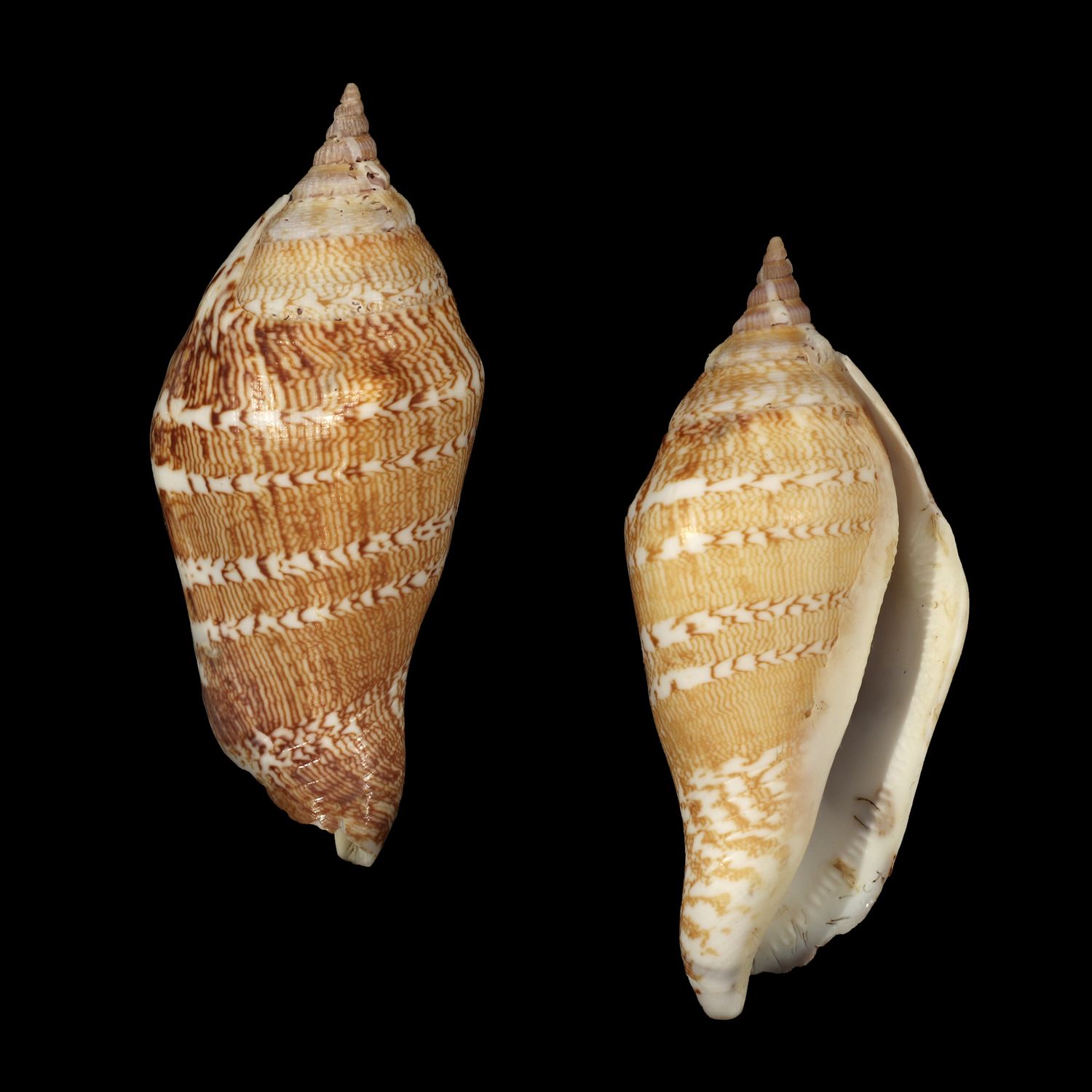 Labiostrombus eloiseae