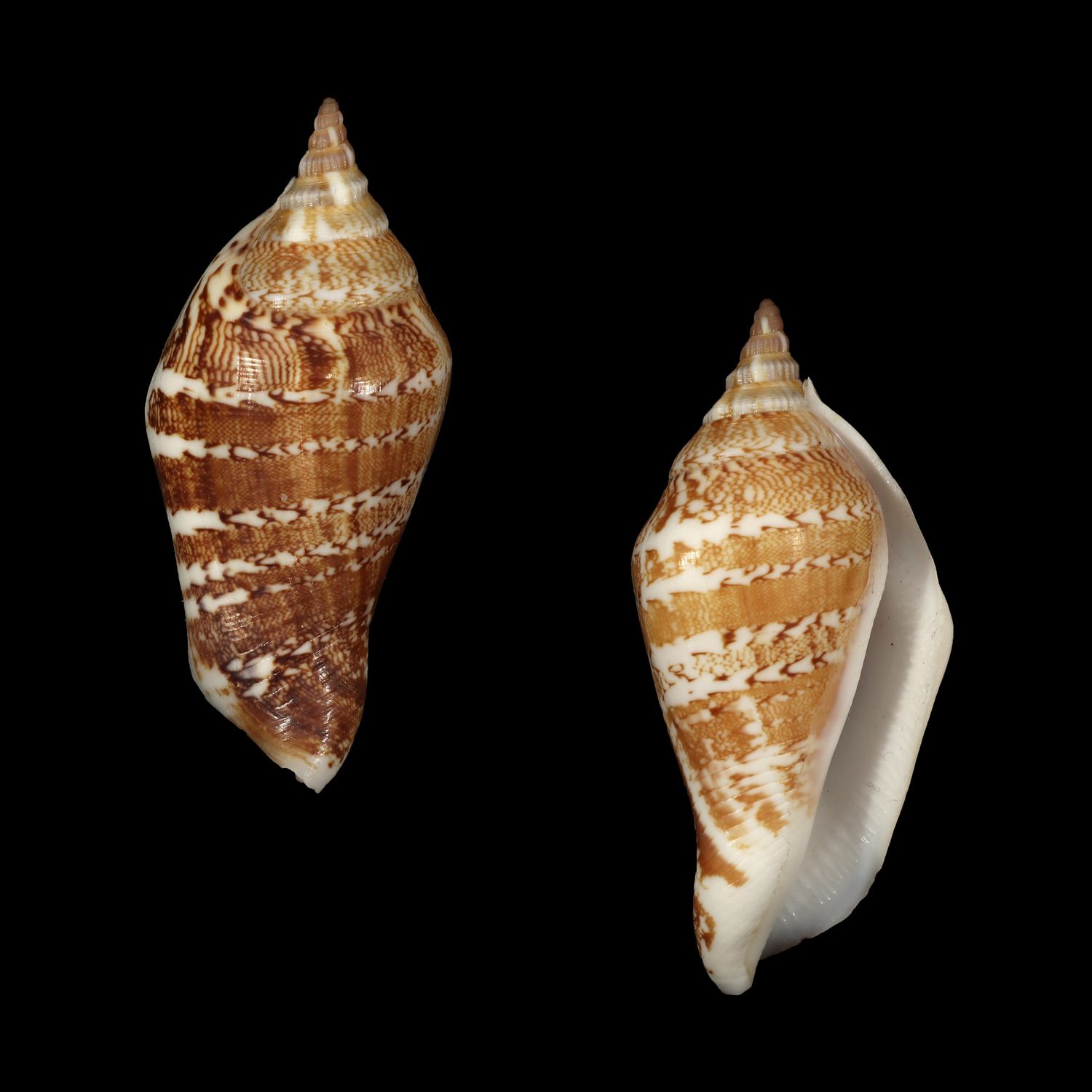 Labiostrombus eloiseae