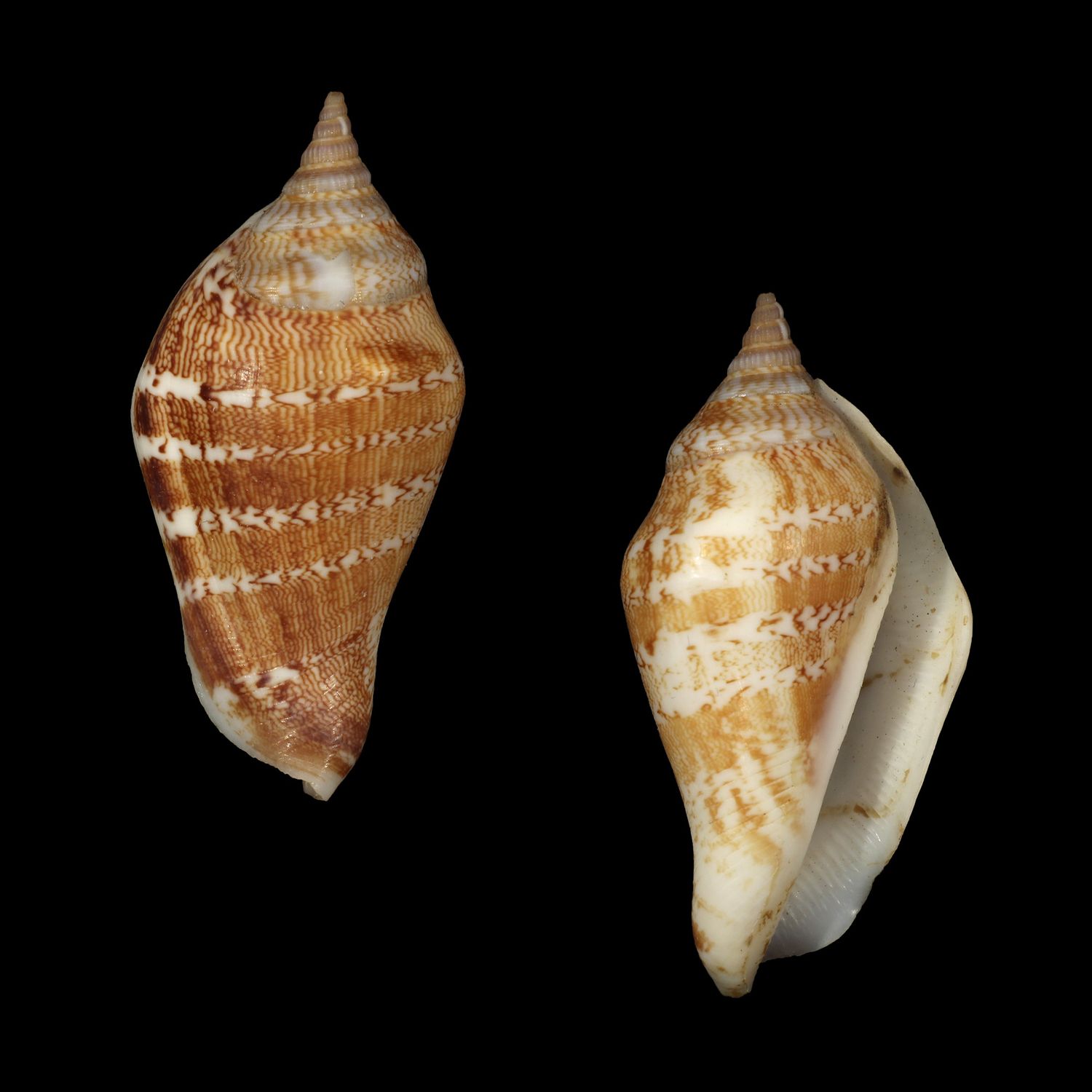 Labiostrombus eloiseae