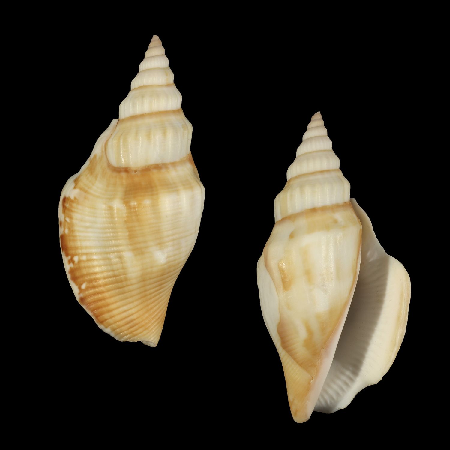 Labiostrombus japonicus