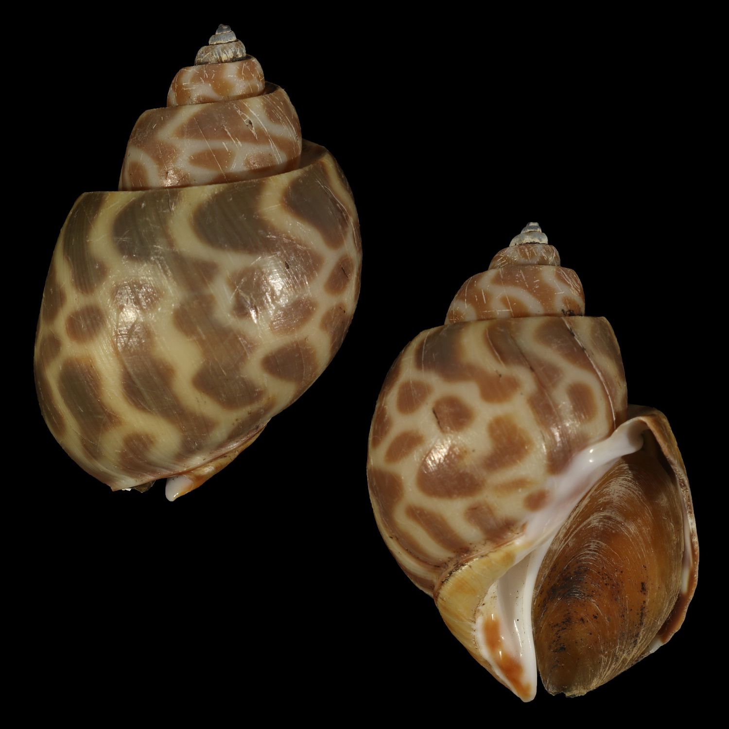 Babylonia spirata f. alborubra