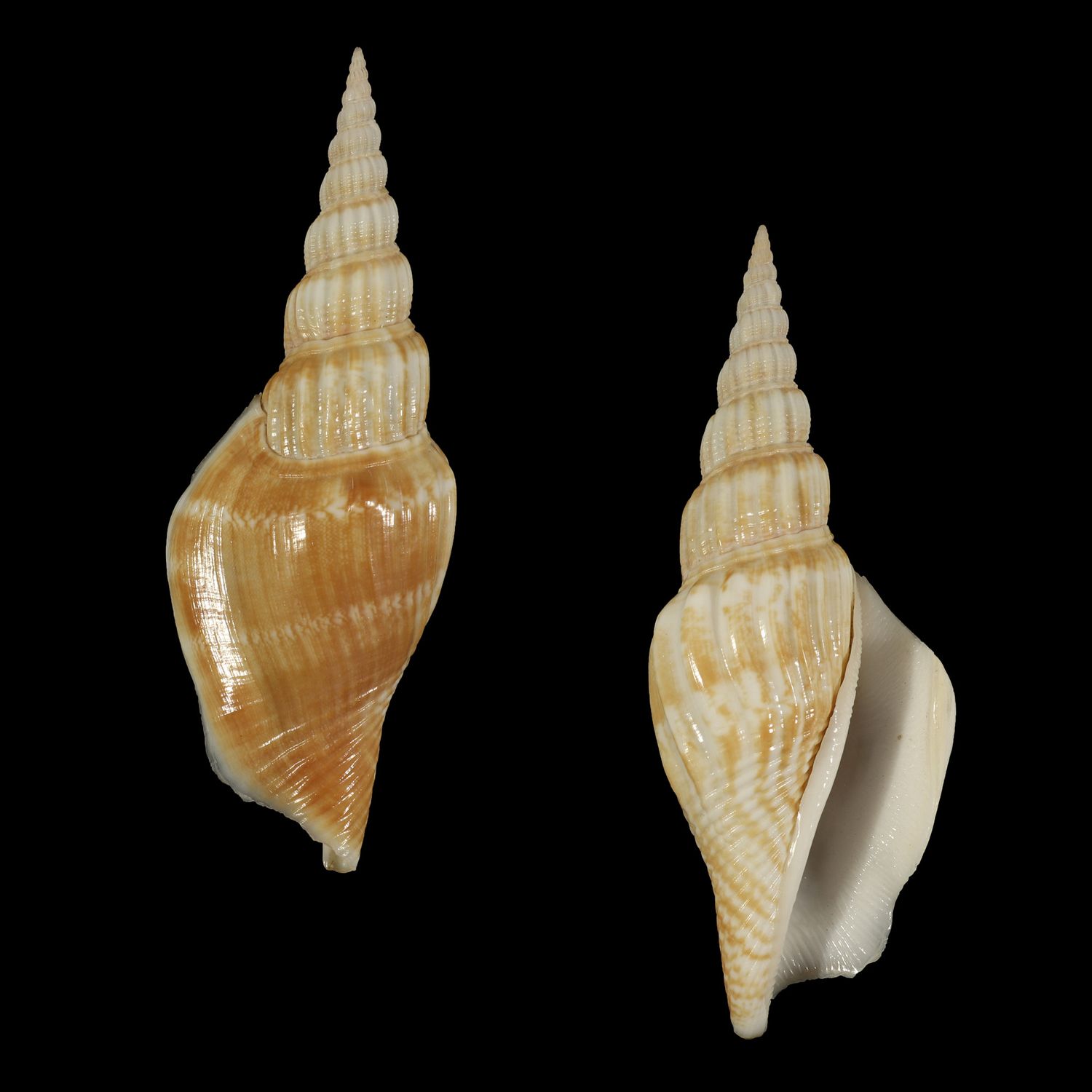 Labiostrombus operosus