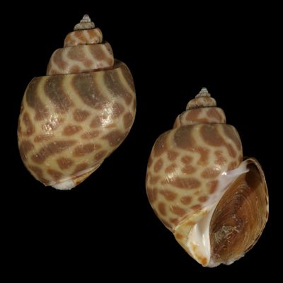 Babylonia spirata f. alborubra