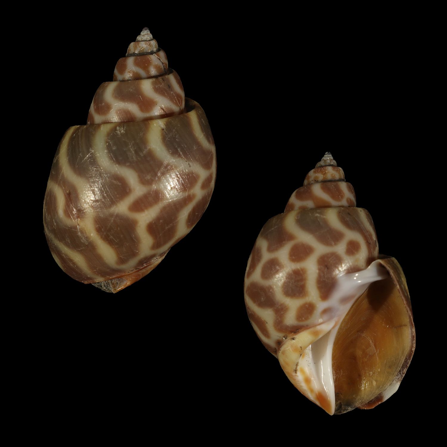 Babylonia spirata f. alborubra