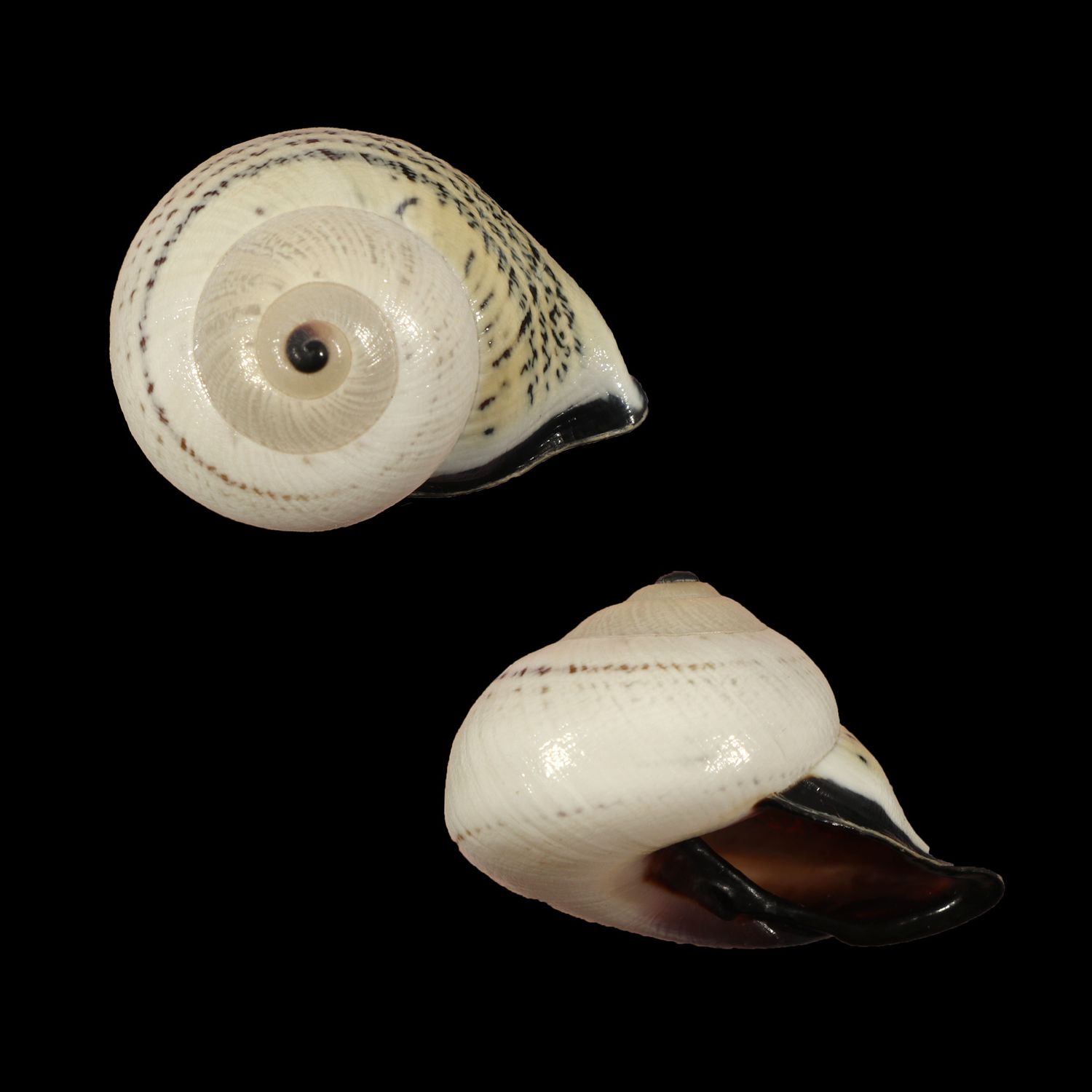 Rhynchotrochus fridolina