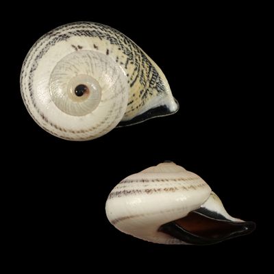 Rhynchotrochus fridolina