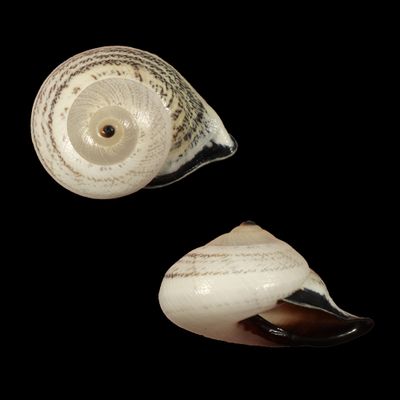 Rhynchotrochus fridolina
