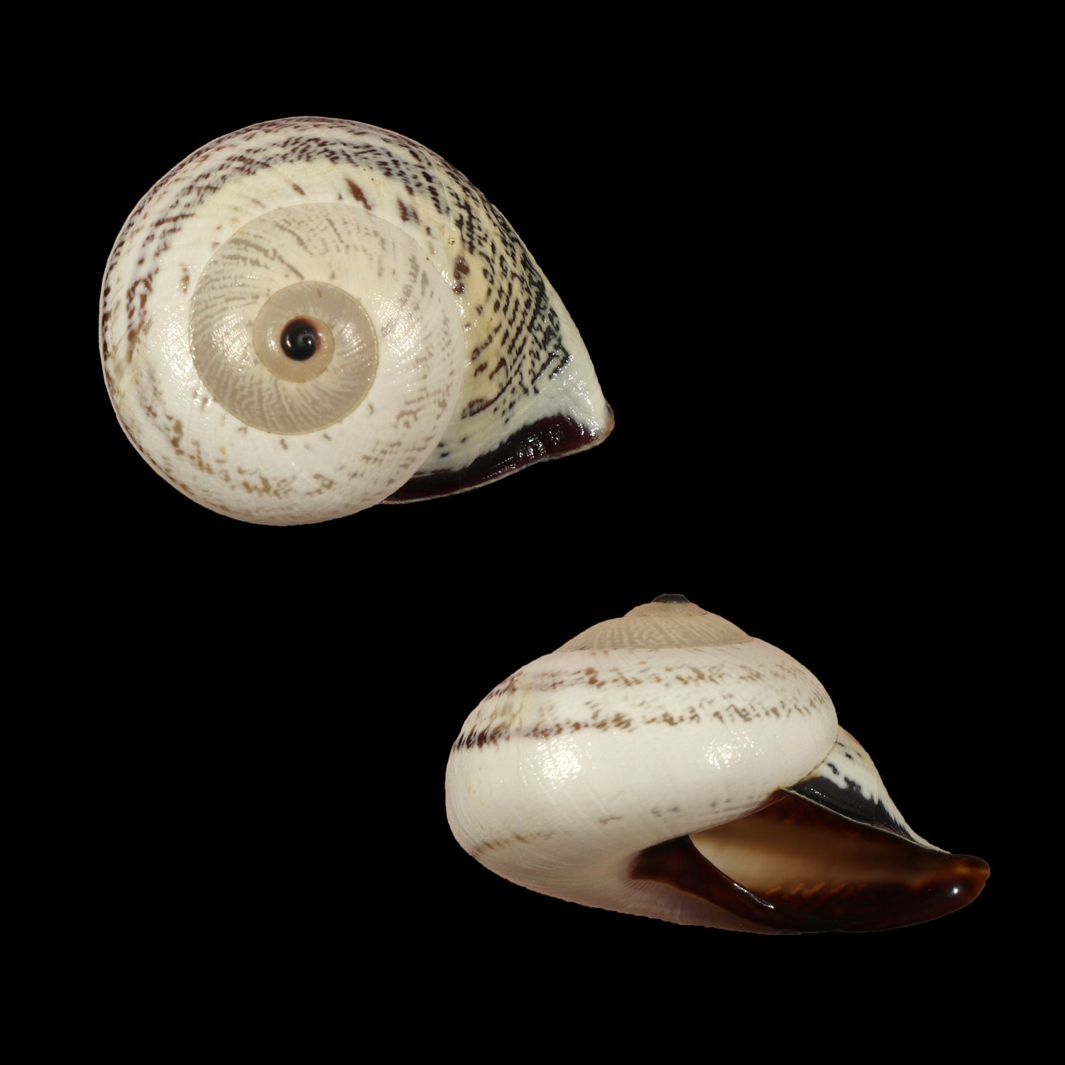 Rhynchotrochus fridolina